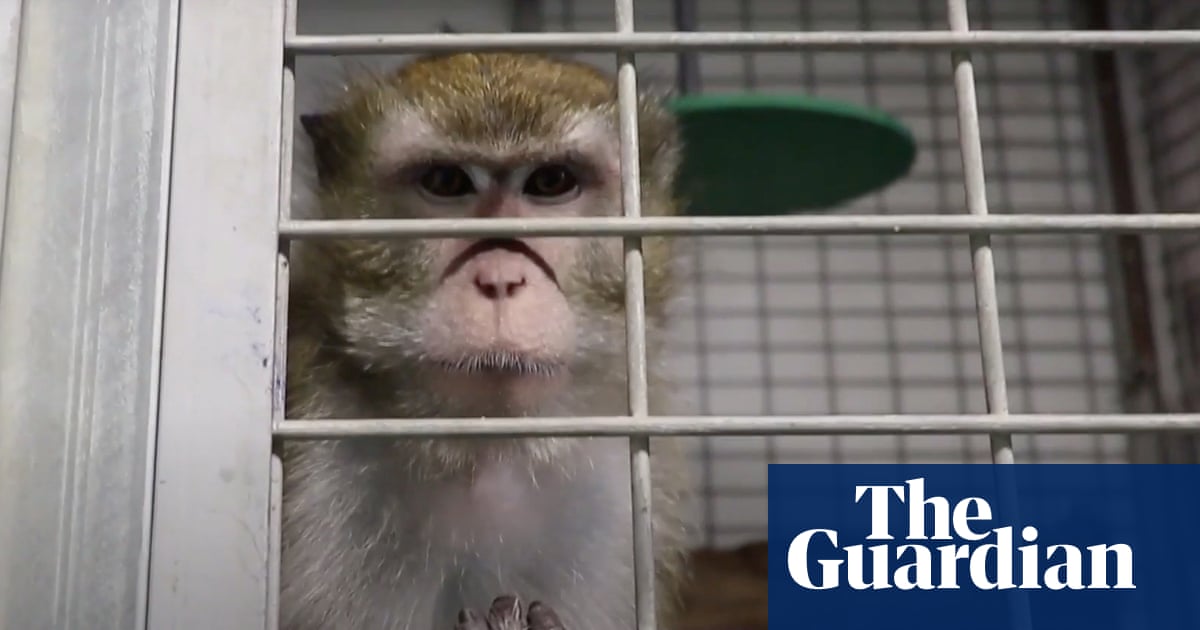 Animal testing suspended at Spanish lab after 'gratuitous cruelty' footage