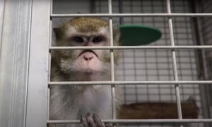 Animal experimentation | Science | The Guardian
