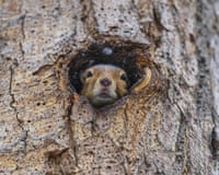 A squirrel finds a hole in a tree to shelter from snow at Segmenler Park after in Ankara, Turkey