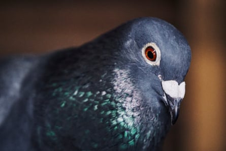 A pigeon up close