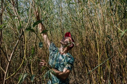 A man reaches up among saplings