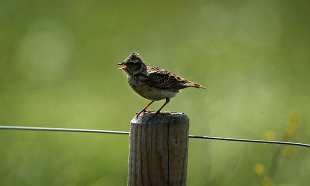 A Skylark sings from a post at Thurrock Nature Park