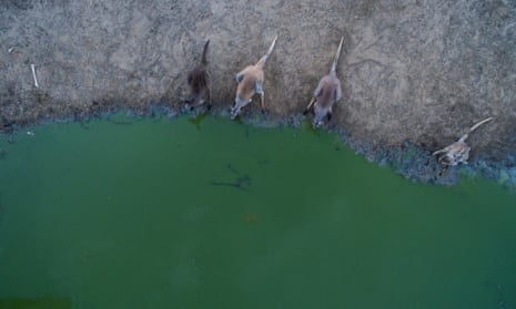 Kangaroos compete for the small amount of water which remains in the outfall at Lake Cawndilla near Menindee