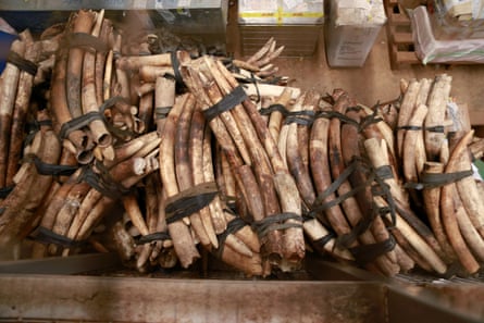 Bundles of elephant tusks tied together 