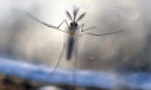 Mosquitoes will be sterilised with gamma rays and then released to disrupt the breeding cycle as part of Brazil’s fight against the Zika virus.