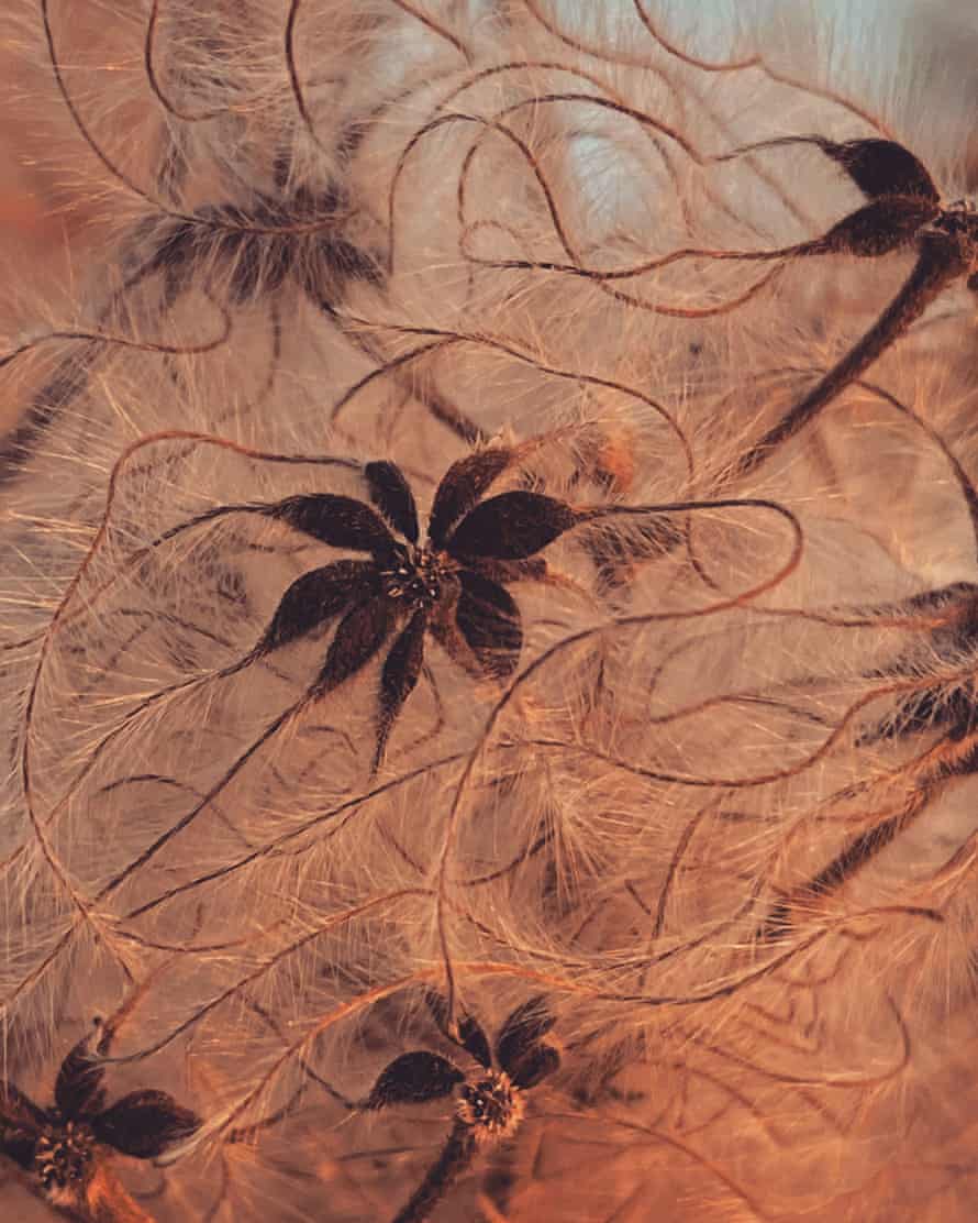 Wild clematis taken at sunset on 22 February outside the village of Bledlow, Buckinghamshire.