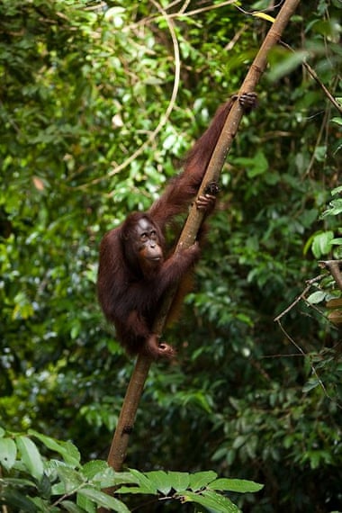 Conservationists predict orangutan numbers could fall at least another 45,000 in the next 35 years.