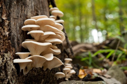 Oyster mushrooms growing in the wild.