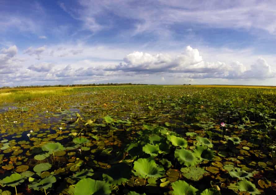 Waterlilies and flooded wetlands in Kakadu national park during wet season