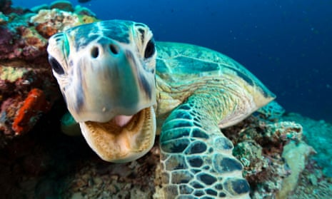 Thanks to Blue Planet II, we now know more about creatures such as this endangered Green Turtle.