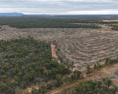 Area of felled trees within a forested area