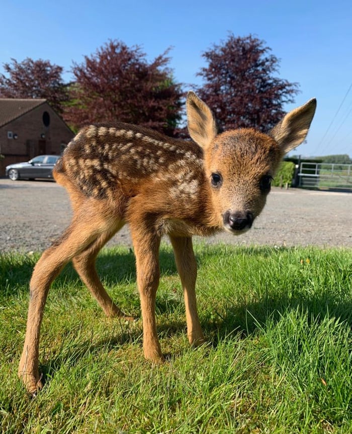 Country Diary This Fawn Won T See Its Mother Again Animal Welfare The Guardian Country Diary This Fawn Won T See Its Mother Again Animal Welfare The Guardian