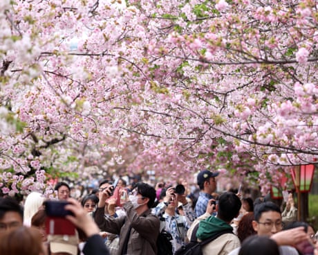 After 1,200 years, cherry blossom record to live on despite Japanese scientist’s death