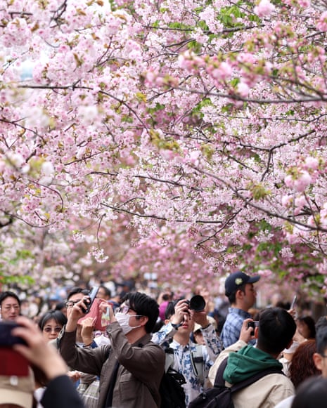 A crowd of people standing below cherry trees in bloom and taking pictures
