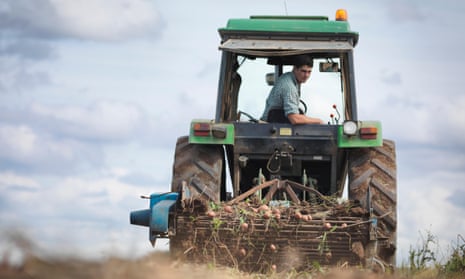 Farmer on tractor harvesting organic potatoes.