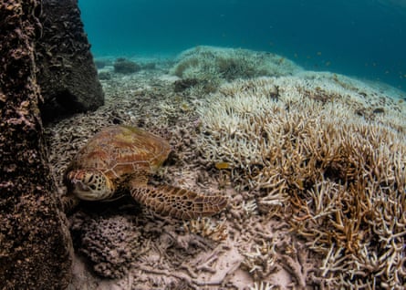 A turtle swimming over white coral