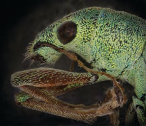 The green immigrant leaf weevil entered North America in the 1900s from Germany