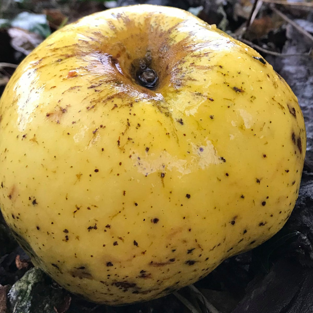 New Variety Of Apple Discovered By Wiltshire Runner Fruit The Guardian