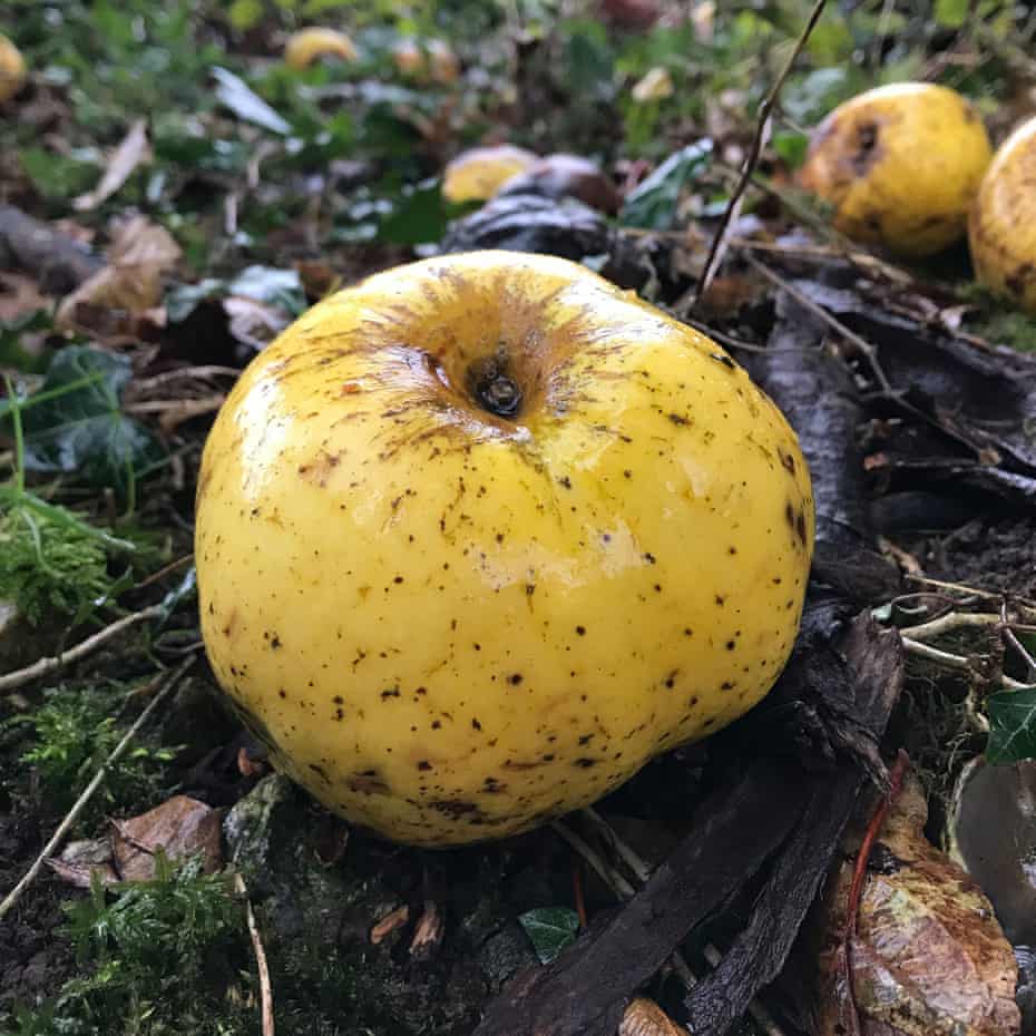 A new variety of apple discovered in the Nadder Valley in Wiltshire. 