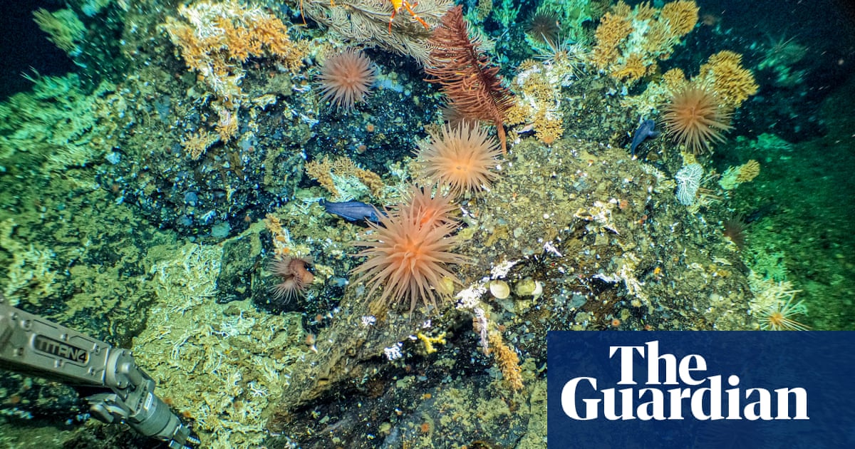 Scientists discover pristine deep-sea Galápagos reef ‘teeming with life’