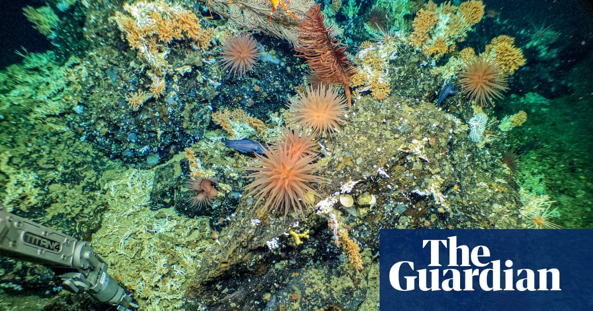 Scientists discover pristine deep-sea Galápagos reef ‘teeming with life’