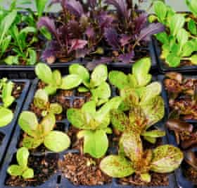 Lettuce seedlings.