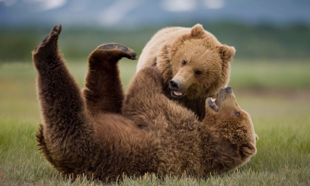 Grizzly bears at Katmai National Park in Alaska.