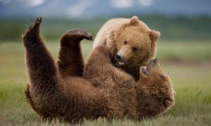 Grizzly bears