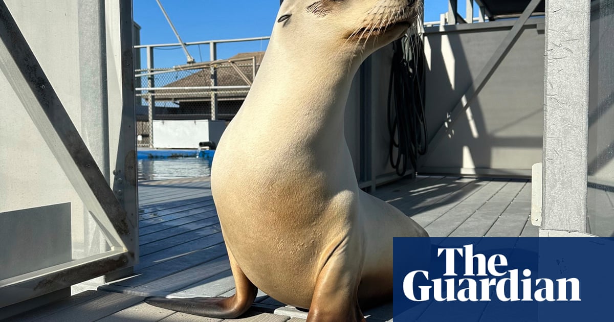 Ronan, a head-bobbing sea lion, is one of top ambassadors' of animal musicality