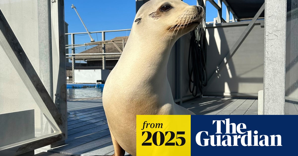 Ronan the head-bobbing sea lion proves animals can keep a beat: ‘No human was better’
