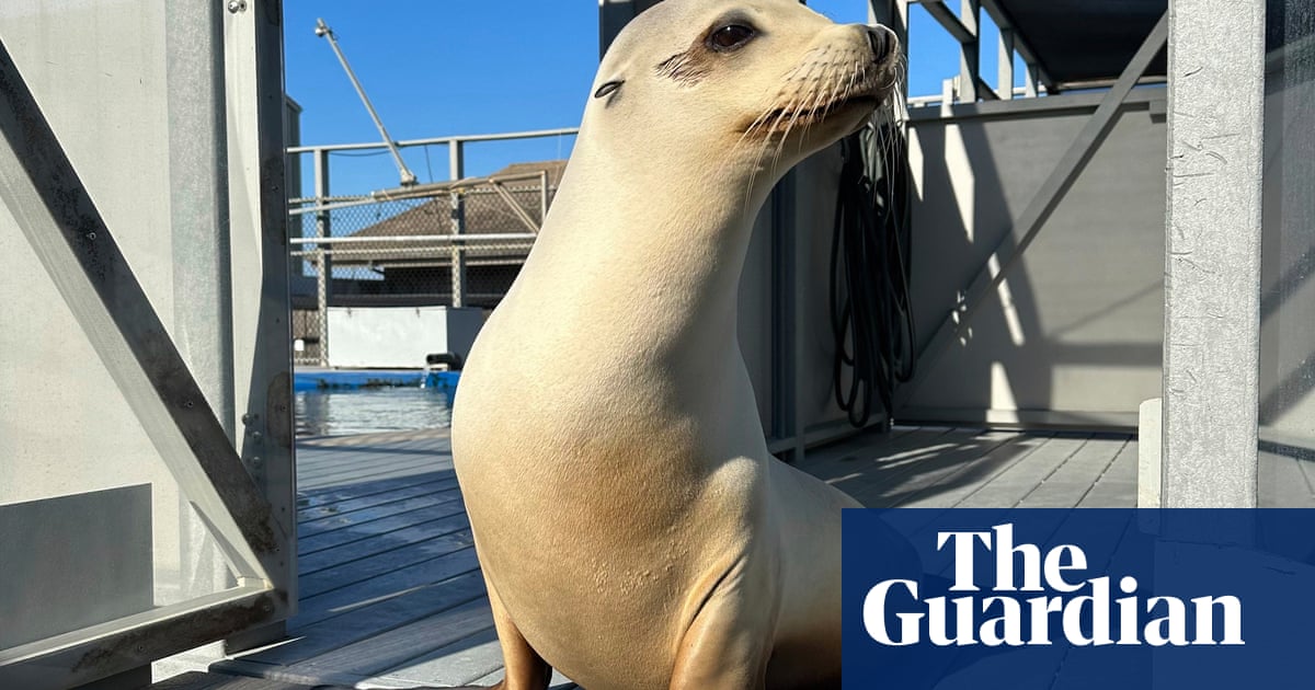 Ronan the head-bobbing sea lion proves animals can keep a beat: ‘No human was better’
