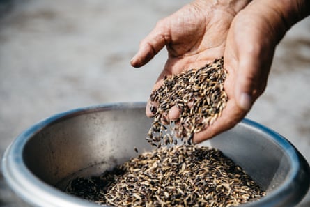 Black oats fall from a man’s hands into a metal bowl