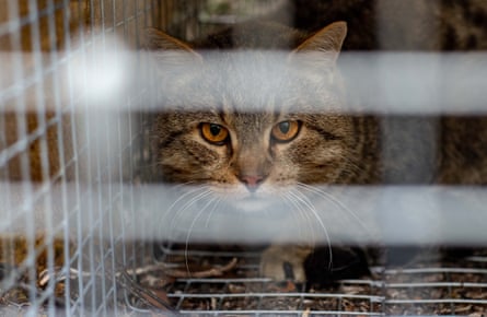 A feral cat in a cage