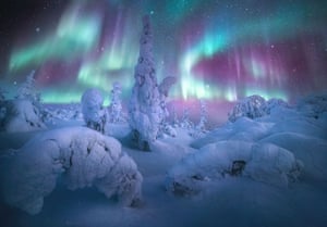 Forest of the Lights - Alaska, US