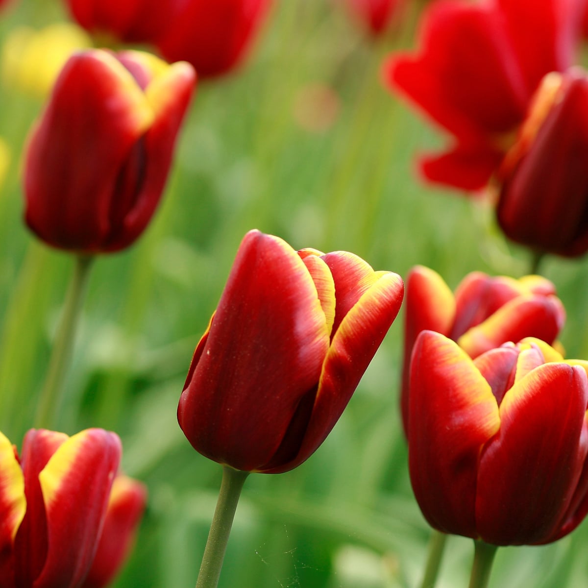 Love a big, blowsy tulip? Order bulbs now and get ready to dig a ...