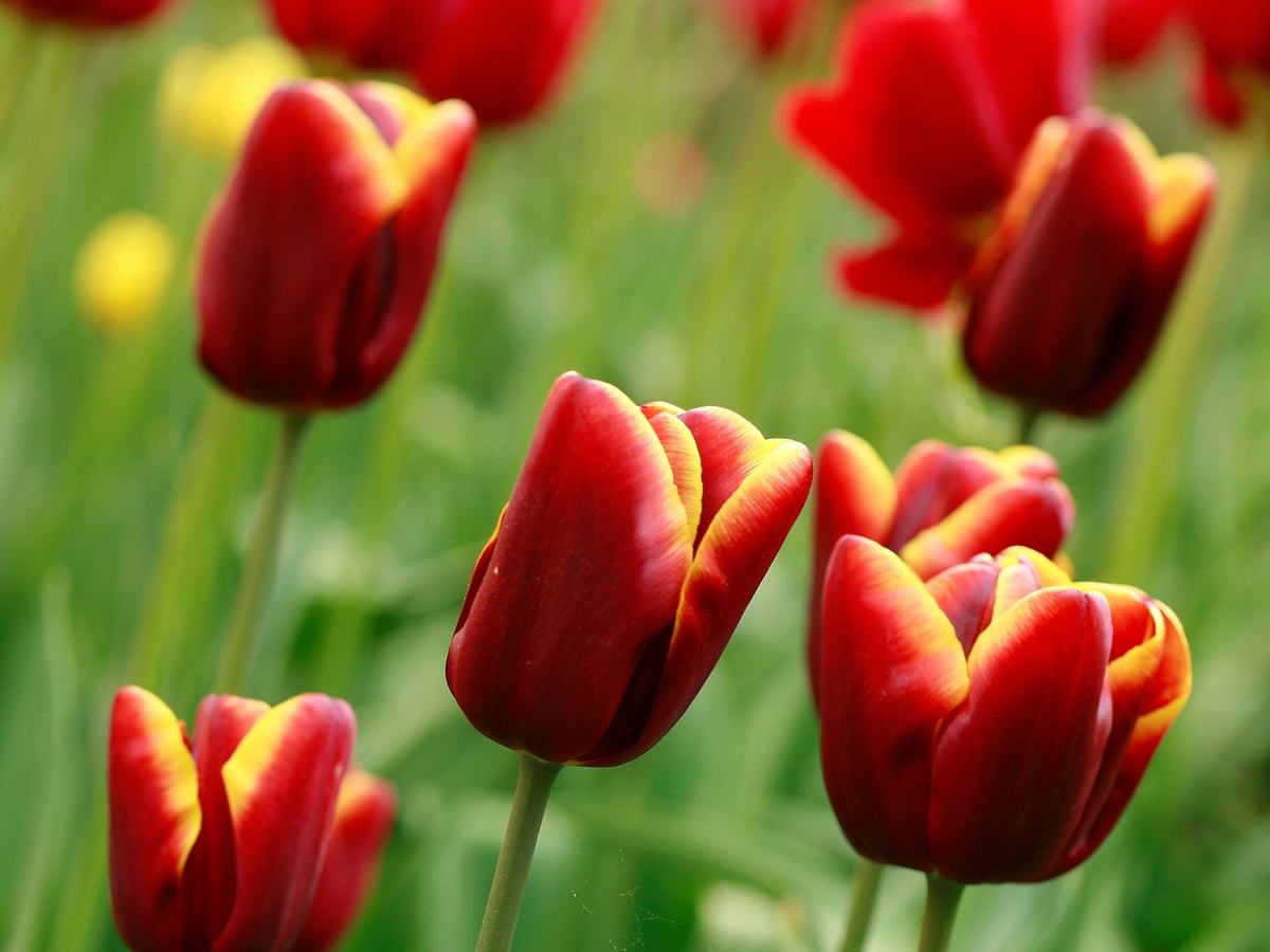 Love a big, blowsy tulip? Order bulbs now and get ready to dig a bit deeper, Gardening advice