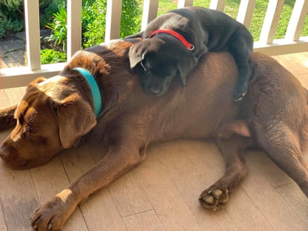 Marcus the therapy dog as a puppy