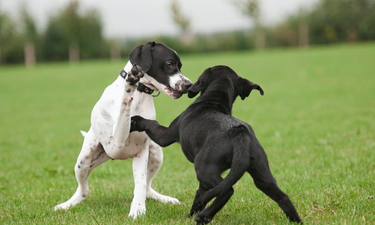 Gender Fluidity Exists Although With Animals It S Not Always Obvious Dogs The Guardian Gender Fluidity Exists Although With Animals It S Not Always Obvious Dogs The Guardian