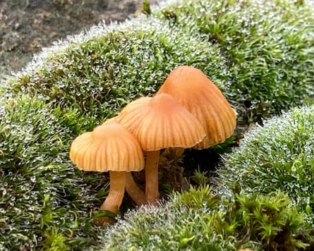 A wall top carpet of moss, with moss bell toadstools