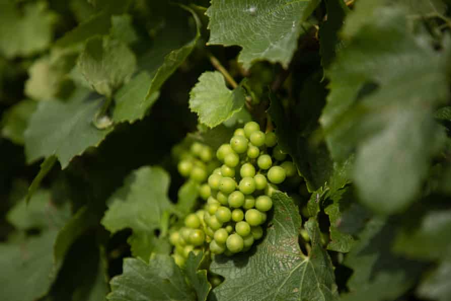 Vineyards at Scarborough Wine Co