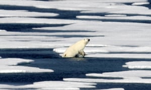 A polar bear in the Canadian Arctic archipelago