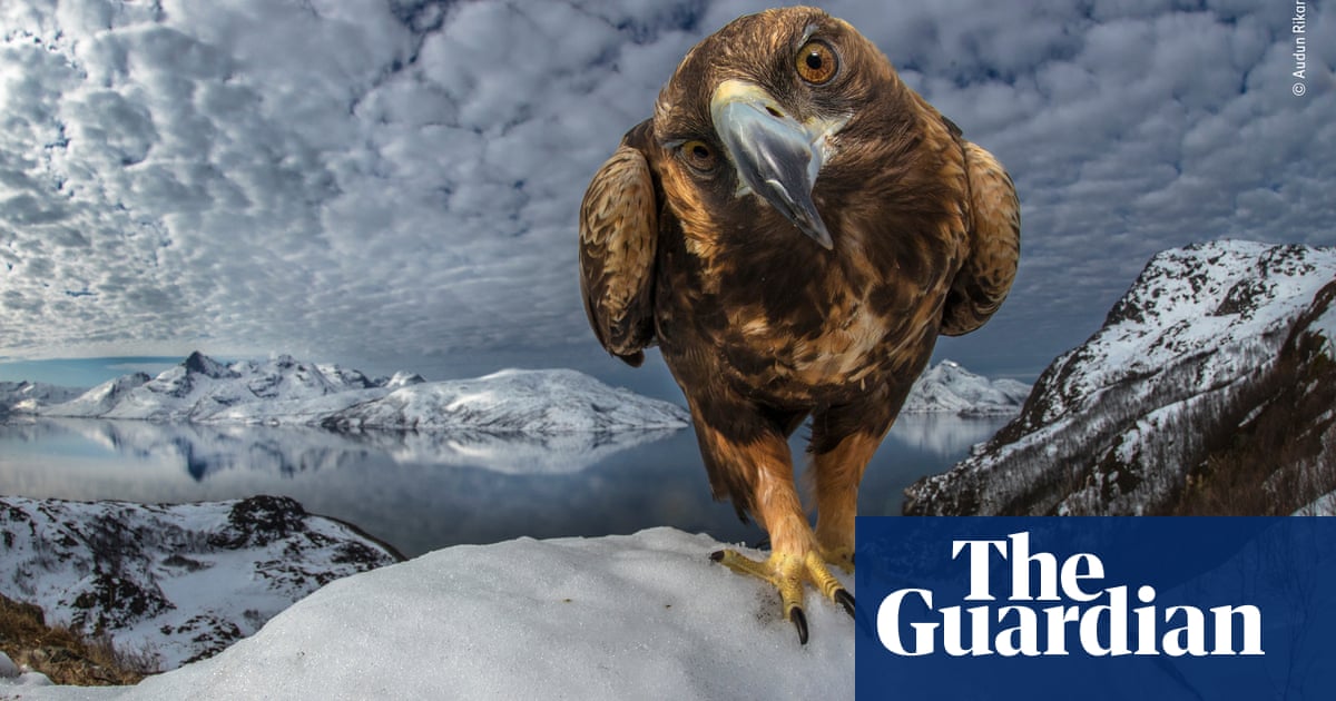 Wildlife Photographer Of The Year Lumix People S Choice Shortlist 2019 In Pictures Environment The Guardian
