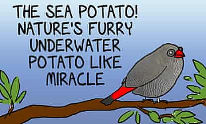 From now on every cartoon will only ever be about the gracious sea potato