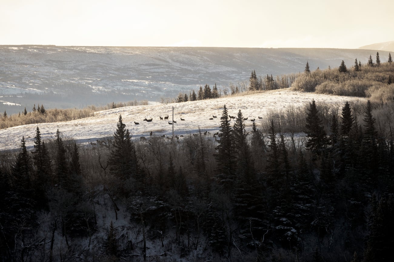 An elk herd rests in a pasture near Saint Mary Lake on the Blackfeet Reservation in Montana. Exclusion fencing on the reservation has disrupted their natural migratory routes.