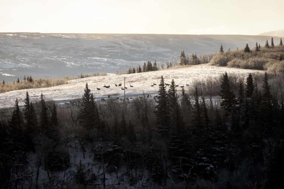 An elk herd rests in a pasture near Saint Mary Lake on the Blackfeet Reservation in Montana.  Exclusion fencing on the reservation has disrupted their natural migratory routes.