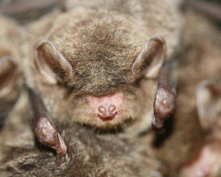 Southern bent-wing bat