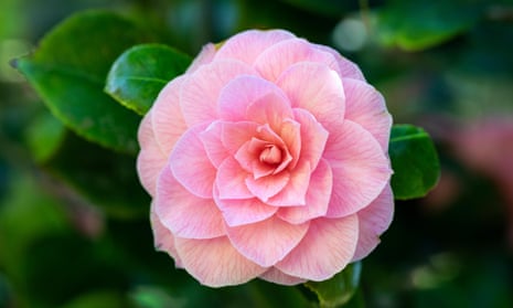 Close up of a beautiful pink camellia against a blurred green background