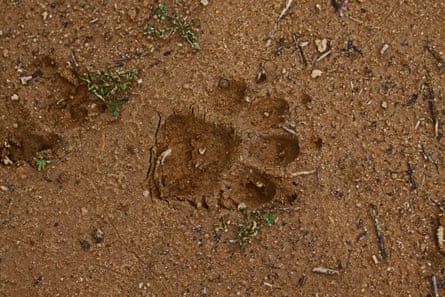 A mountain lion paw print in the dirt
