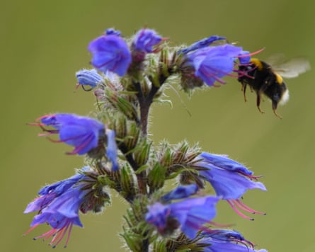 A bumblebee seeks nectar from a purple viper’s bugloss flower