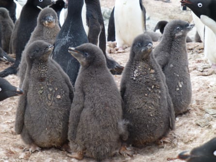 Louise Emmerson says Adélie penguin chicks are only 90 grams when they first hatch.
